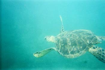 Turtle3