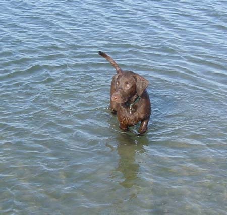 waterdog1