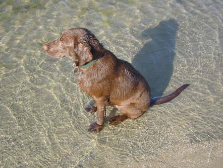 waterdog2