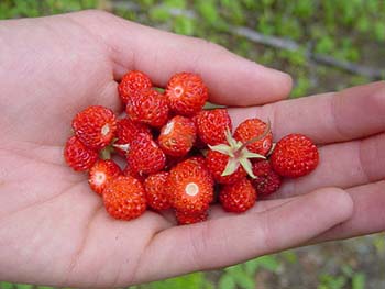 wildstrawberries