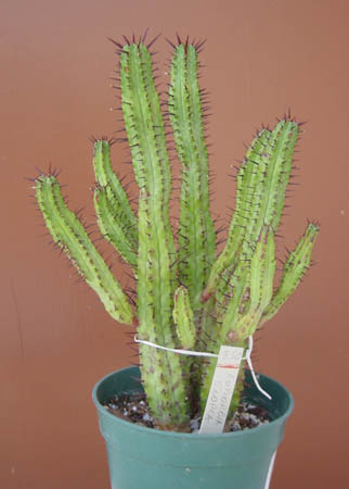 euphorbia