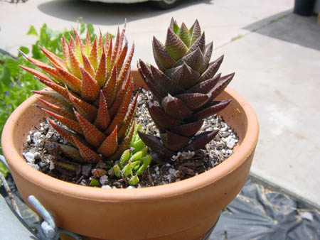 haworthia