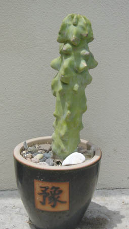 lophocereus