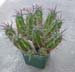 euphorbia